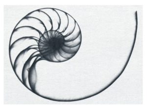 La coquille de l'escargot suit la spirale d'Euler pour des raisons d'efficacité. C'est la forme qui utilise le moins de matière et le moins d'énergie pour sa construction.